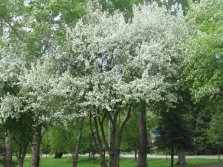 Весна