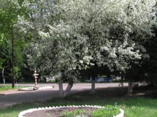 Весна